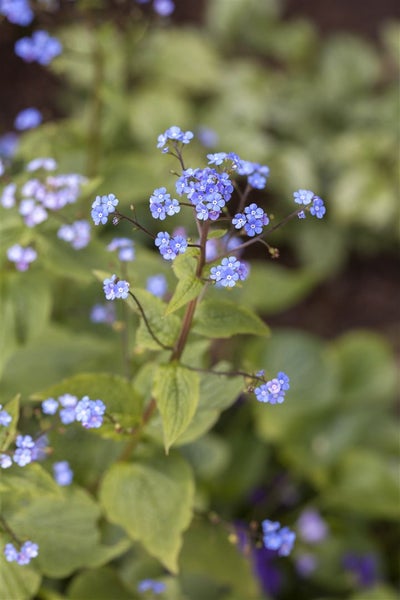 Brunnera macrophylla 'Hadspen Cream', Kaukasusvergissmeinnicht, ca. 11x11 cm Topf