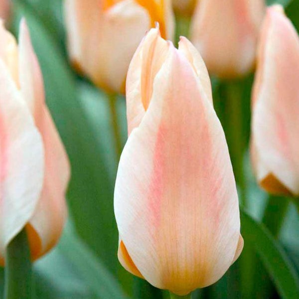 Nahaufnahme einer Tulpenblüte