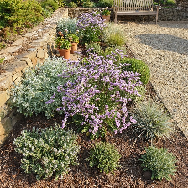 Angelegtes Gartenbeet mit violetten Statice-Blüten, silbrigem Laub, Ziergräsern und einer Natursteinmauer neben einem Kiesweg.