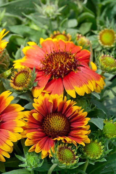 Gaillardia x grandiflora 'Arizona Sun', Kokardenblume, rot-gelb, ca. 9x9 cm Topf