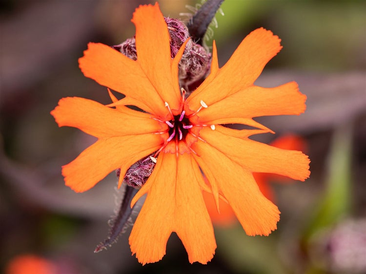 Lychnis x arkwrightii 'Orange Zwerg', leuchtend orange, ca. 9x9 cm Topf
