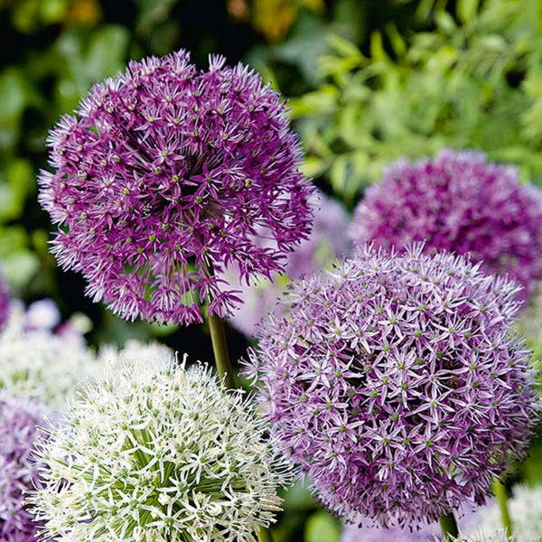 Bloomique - 15er-Mix - Allium Fantasia - Look - Zierzwiebel - Blau, Weiß, Lila - Blumenzwiebeln - Frühlingsblüher - Mehrjährige Pflanzen - Wird bis zu 70-90 cm groß