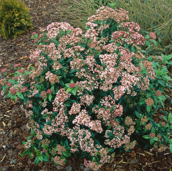 Viburnum tinus 'Eve Price', Lorbeer-Schneeball, immergrün, 40–60 cm