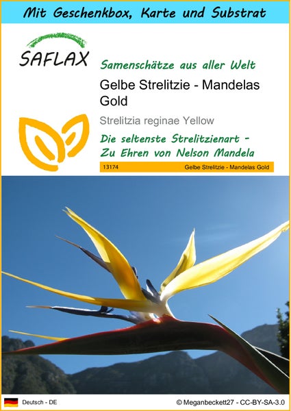 SAFLAX Geschenk Set - Gelbe Strelitzie - Mandelas Gold - Strelitzia reginae Yellow - 4 Samen - Mit Geschenkbox, Versandaufkleber, Geschenkkarte und Anzuchtsubstrat