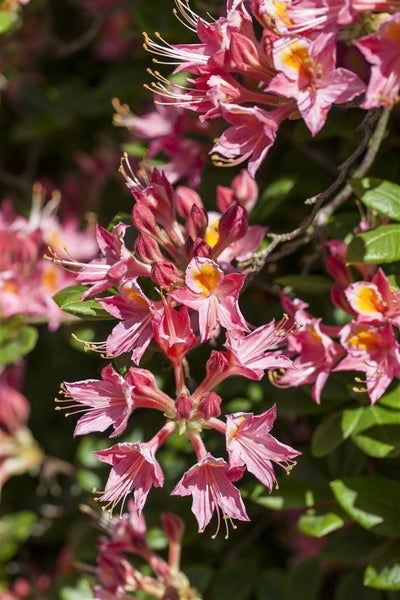 Rhododendron luteum, Gelber Azalee, duftend, 40–50 cm