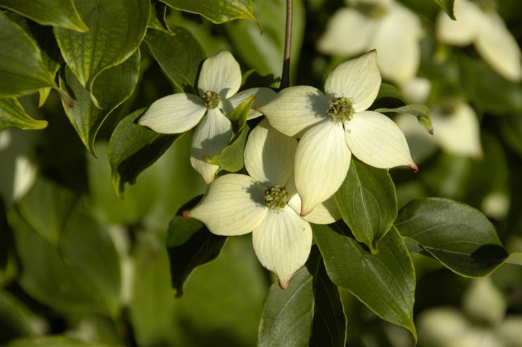 Cornus kousa chinensis 'Wieting's Select', Chinesischer Hartriegel, 60–80 cm