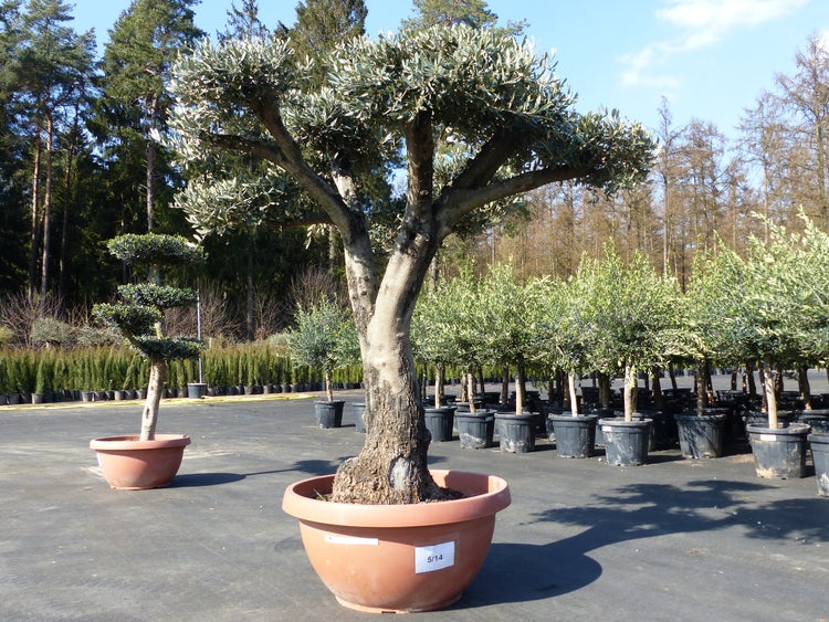Olivenbaum Pon Pon 200 cm Bonsai Formgehölz, winterhart