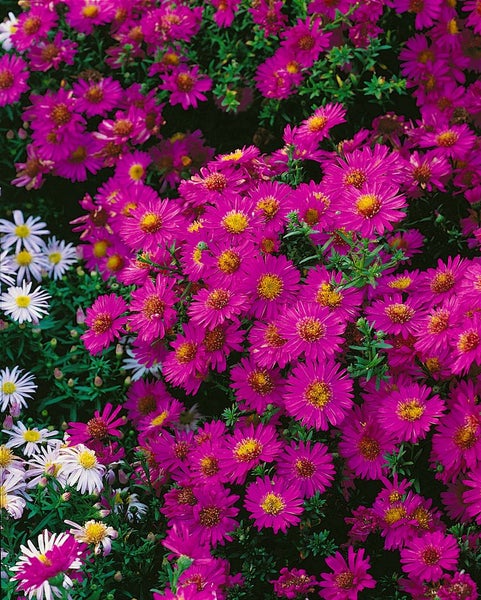 Aster dumosus 'Starlight', Kissen-Aster, violett, ca. 9x9 cm Topf
