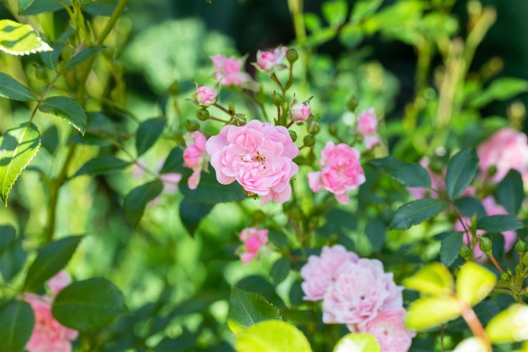 Rosa 'The Fairy', Bodendeckerrose, zartrosa, 3-5 Liter Container