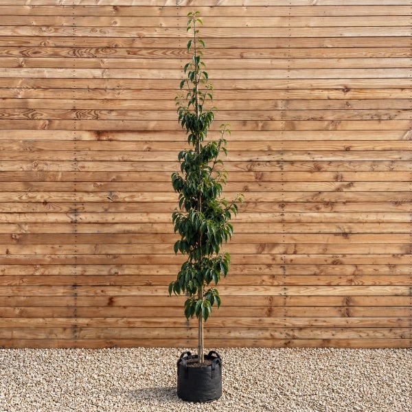 Säulenbirne als Jungbaum im schwarzen Pflanzcontainer vor einer Holzwand