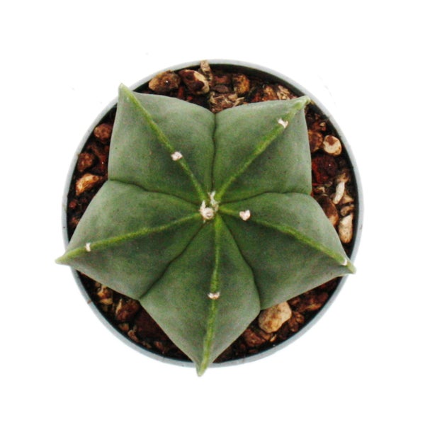 Astrophytum myriostigma NUDUM - Die nackte Bischofsmütze - im 6,5cm Topf - Rarität unter den Kakteen