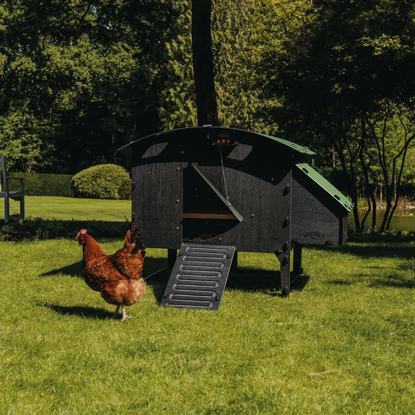 Moderner Hühnerstall aus Kunststoff mit Rampe und automatischer Tür in einem Garten mit einem Huhn.
