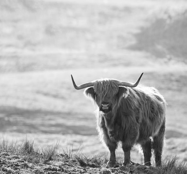 Hochlandrind auf einer Weide