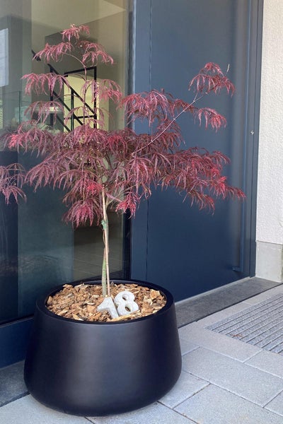 Roter Schlitzahorn in einem großen schwarzen Pflanzkübel im modernen Eingangsbereich vor einer Haustür.