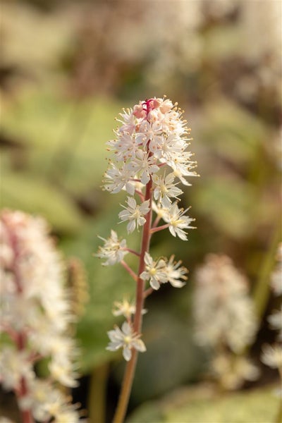 Tiarella wherryi, Schaumblüte, ca. 9x9 cm Topf, zierlich