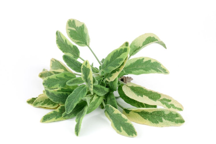 Salvia officinalis 'Aurea', Gold-Salbei, buntlaubig, ca. 9x9 cm Topf