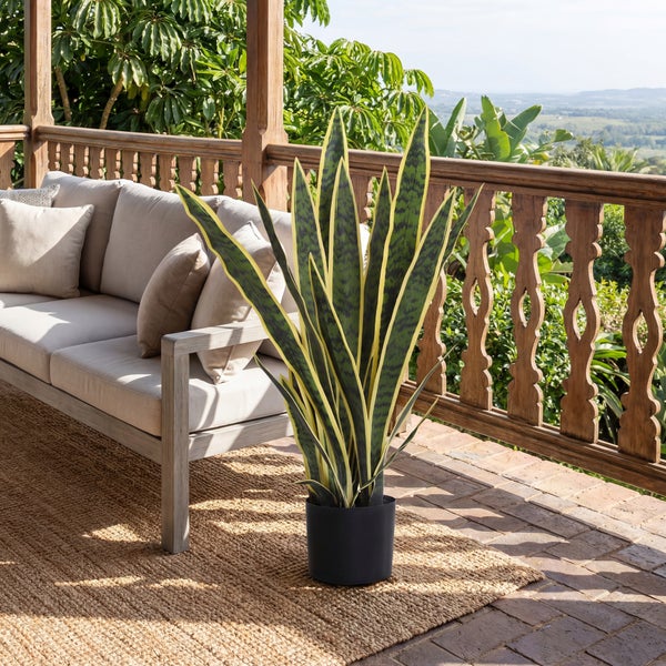 Sansevieria im schwarzen Topf auf einer hellen Holzterrasse neben einem Sofa mit Kissen.