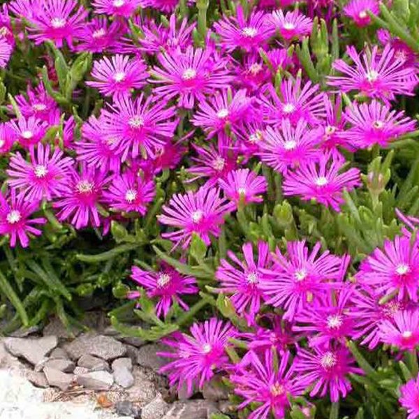 Teppich-Mittagsblume mit Blüten