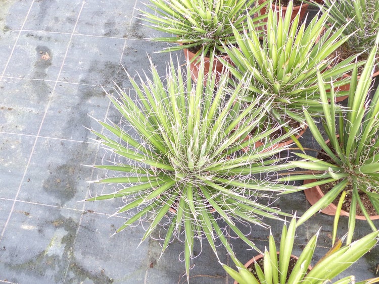 Agave filifera mit feinen weißen Fäden an den Blatträndern in Pflanztöpfen auf einer dunklen Bodenplane in der Draufsicht.