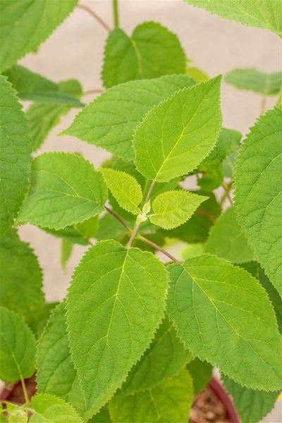 Hydrangea arborescens 'Strong Annabelle', Schneeballhortensie, weiß, 60–100 cm