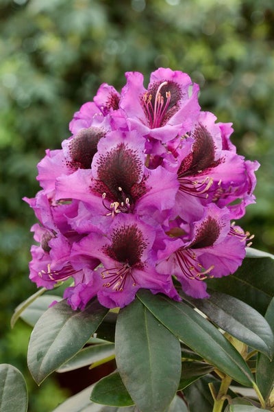 Rhododendron Hybr. 'Orakel', Rhododendron, 40–50 cm, rosa Blüten
