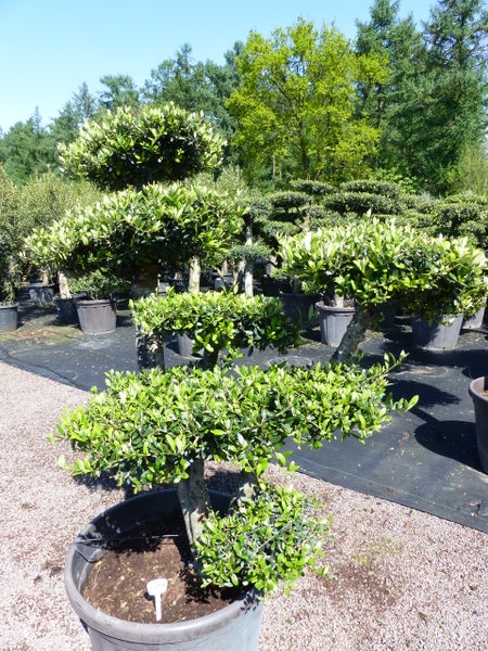 Formgehölze in großen Kunststofftöpfen in einer Baumschule mit dichtem grünem Laub.