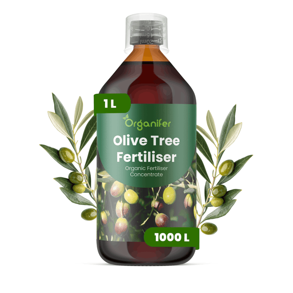 Organifer Bio-Olivenbaumdünger Konzentrat, 1 Liter Flasche für circa 1000 Liter Düngerlösung.