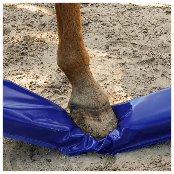 Pferdehuf steht auf einem Hufbad