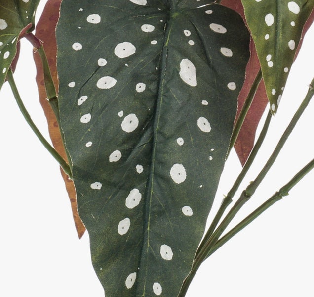 Künstliche Forellenbegonie Begonia maculata im schwarzen Kunststofftopf mit gepunkteten Blättern.