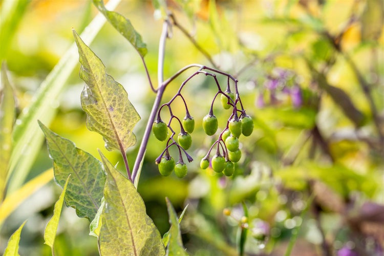 Solanum dulcamara, Bittersüßer Nachtschatten, ca. 11x11 cm Topf