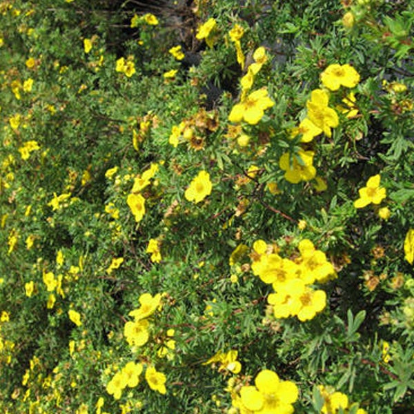 Blühender Strauch mit gelben Blüten