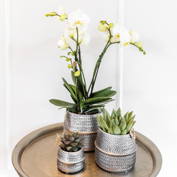 Kolibri Company Pflanzenset Groove silber Set mit weißer Phalaenopsis Orchidee Amabilis 9cm und grüner Sukkulente Crassula Ovata 6cm inkl. silbernen Keramik-Ziertöpfen