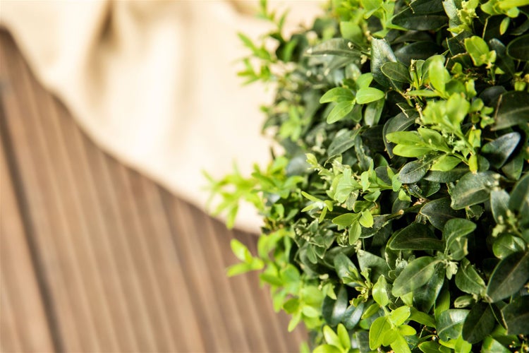 Ligustrum ovalifolium, immergrün, 40–60 cm