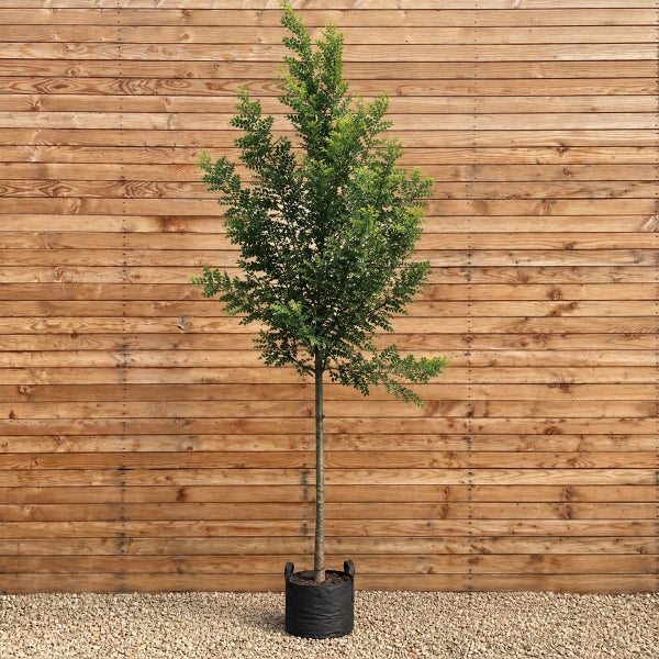 Ein hochstämmiger Baum mit grünem Laub in einem schwarzen Pflanzkübel vor einer horizontalen Holzfassade.