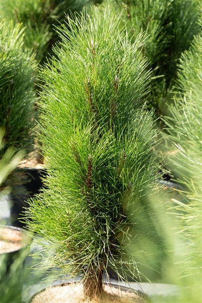 Pinus nigra 'Green Tower', Schwarz-Kiefer, 50–60 cm