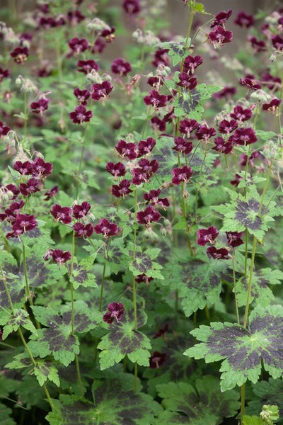 Geranium phaeum 'Samobor', Storchschnabel, dunkelviolett, ca. 9x9 cm Topf