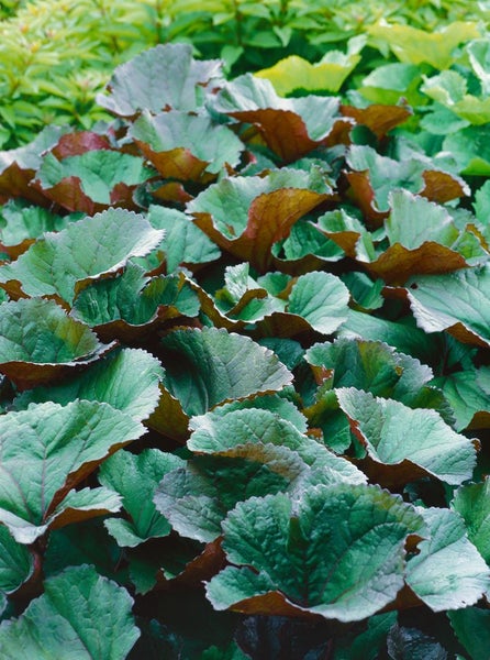 Ligularia dentata 'Desdemona', Goldkolben, ca. 11x11 cm Topf