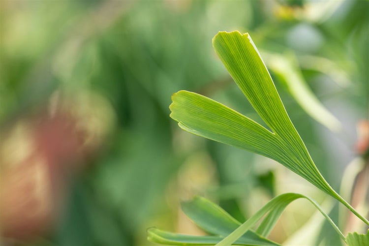 Ginkgo biloba 'Saratoga', Fächerblattbaum, 80–100 cm