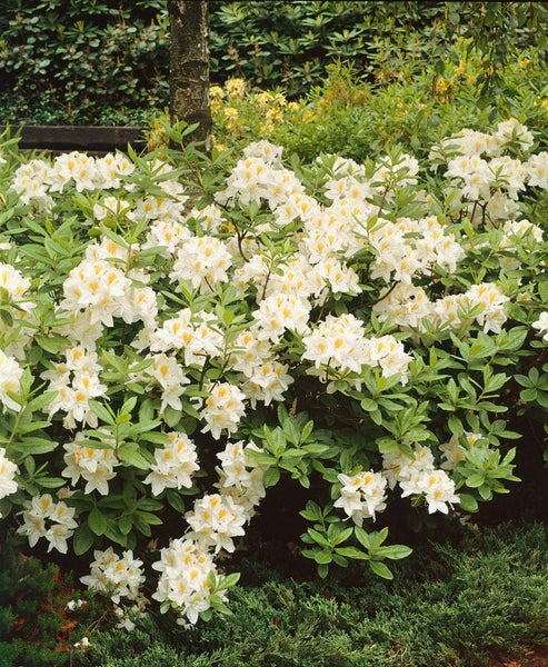 Rhododendron luteum 'Persil', gelb-weiß, 30–40 cm