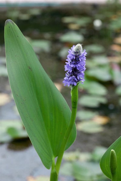 Pontederia cordata, Herzblattlilie, ca. 9x9 cm Topf
