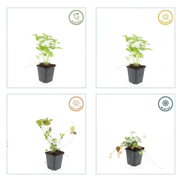 Bodendecker - Walderdbeere - Fragaria vesca - 9cm Topf - Set mit 60 Pflanzen