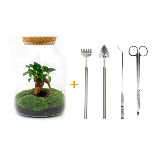 Flaschengarten Milky DIY Pflanzenterrarium  30 cm mit Ficus Bonsai incl. Rechen, Schaufel, Pinzette und Schere