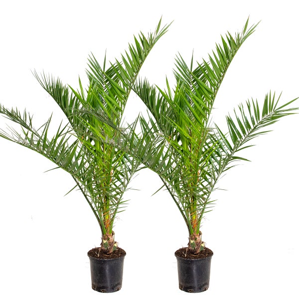 2x Phoenix Canariensis - Kanarische Dattelpalme - Palme - Winterhart – ⌀19 cm - ↕80-100 cm