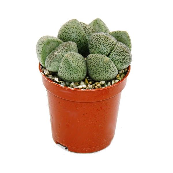 Pleiospilos nelii - Lebender Stein - Lebender Granit - im 5,5cm Topf