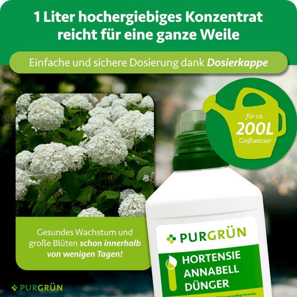 Purgrün Logo, Hortensie Annabell Dünger Konzentrat, 1 Liter für circa 200 Liter Gießwasser, fördert gesundes Wachstum und große Blüten.