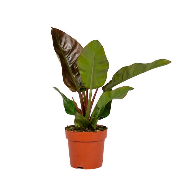 Philodendron Imperial Rot | pro Stück - Zimmerpflanze im Kinderzimmertopf cm19 cm - ↕50 cm