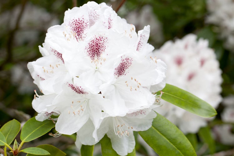 Rhododendron Hybr. 'Schneebukett', weiß, 30–40 cm