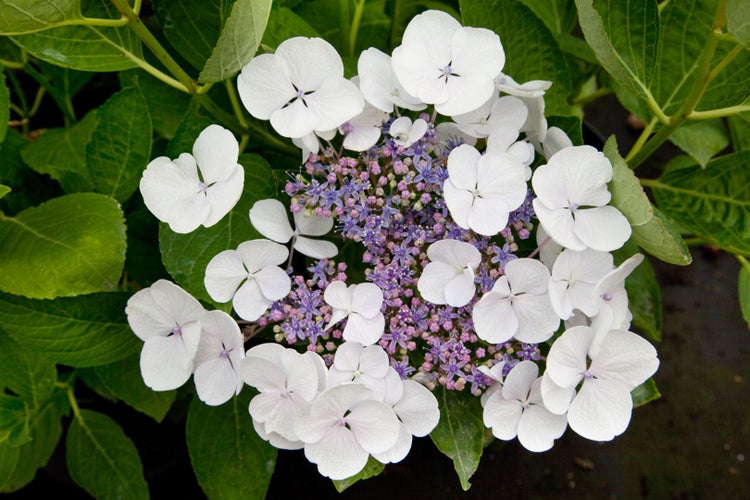 Hydrangea macrophylla 'Teller White', Hortensie, weiß, 30–40 cm