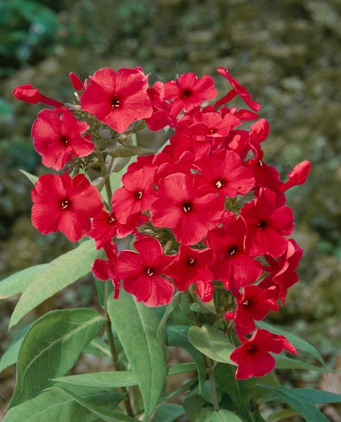 Phlox paniculata 'Adessa Red', Flammenblume, leuchtend rot, 2 Liter Container