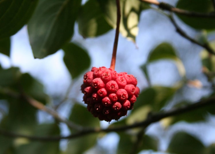 SAFLAX Garden to go - Asiatischer Blüten - Hartriegel - Cornus kousa var. chinensis - 30 Samen - Mit Topf, Klima - Deckel und Anzuchtsubstrat